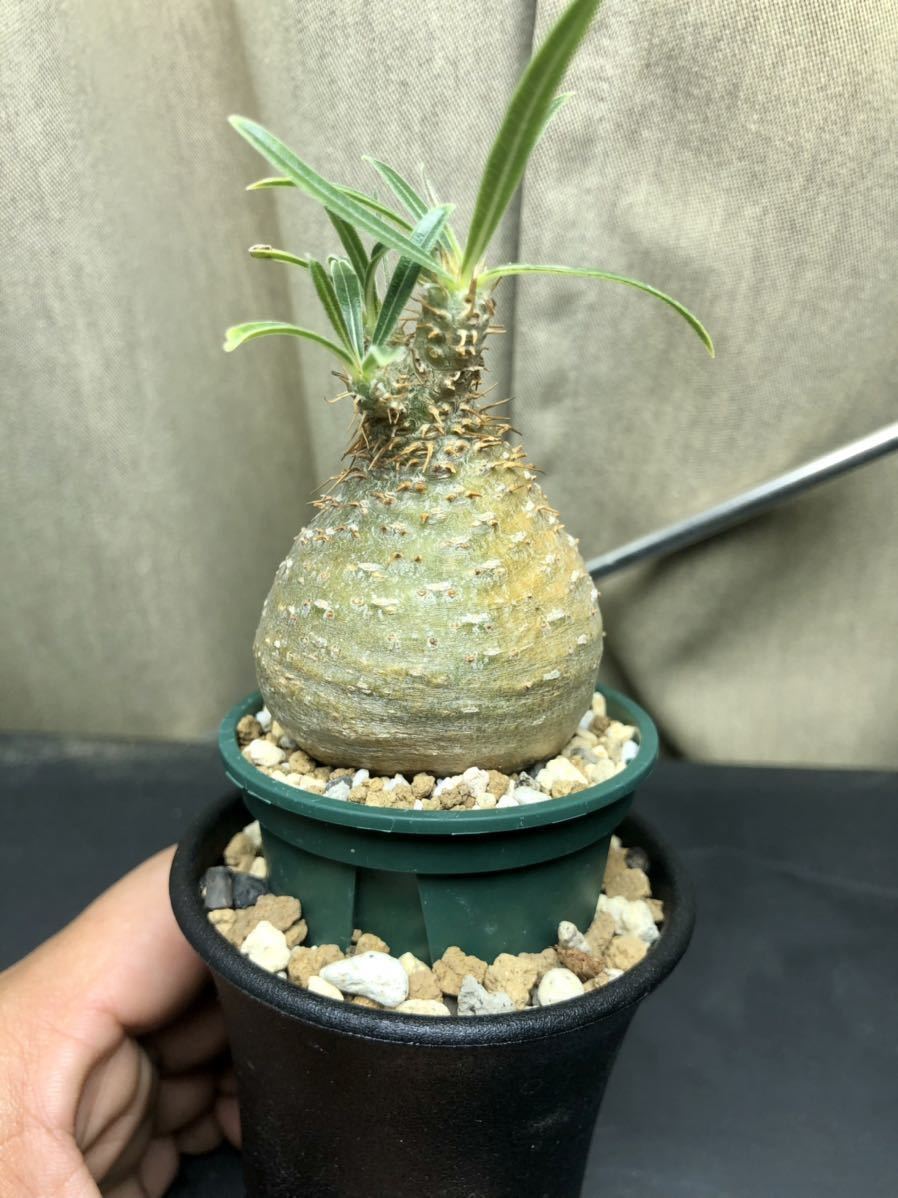 パキポディウム グラキリス ① コーデックス 塊根植物 （検 パキプス