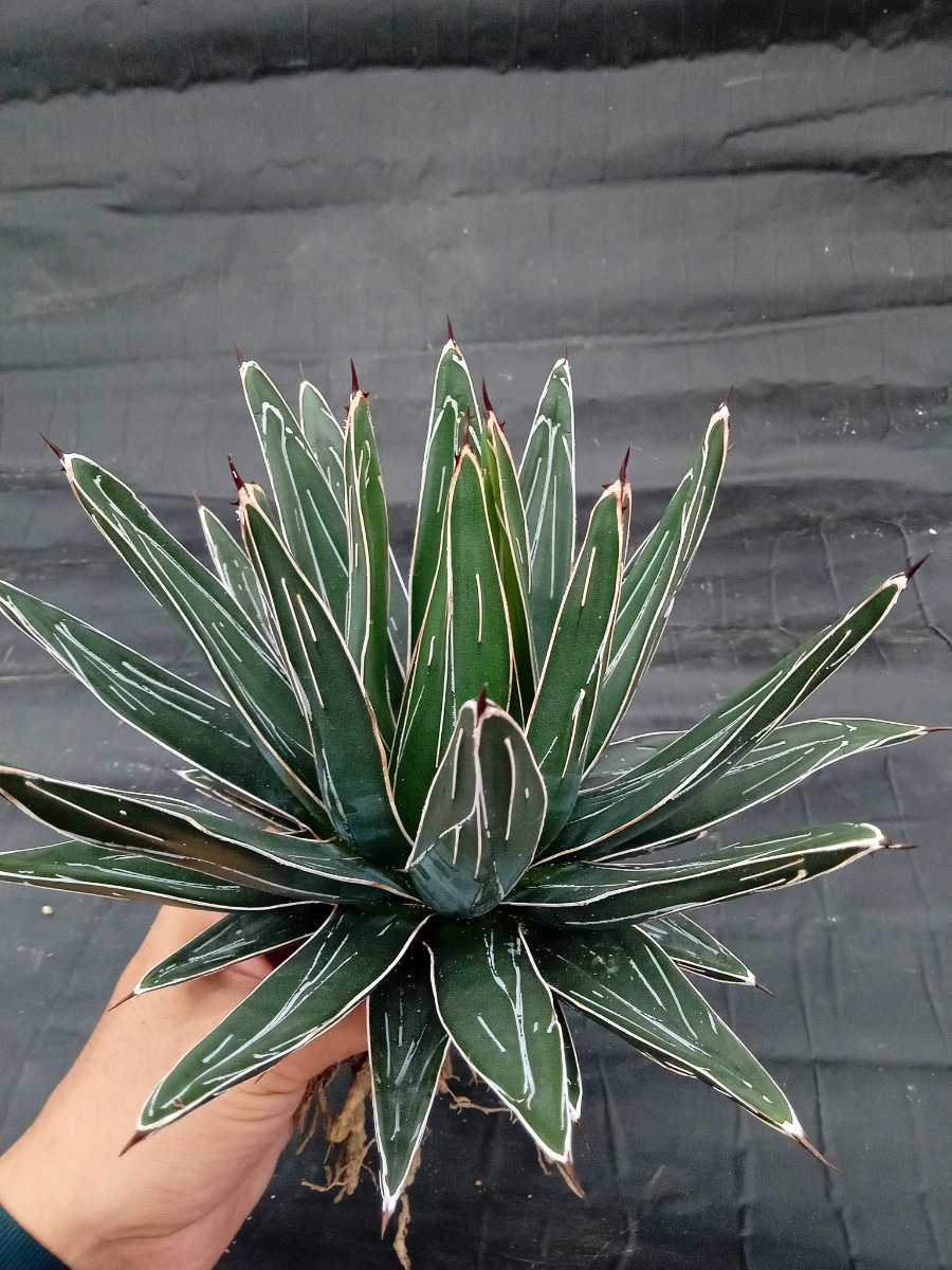 アガベ 笹の雪 Agave | 多肉植物 実生 victoriae 公式通販 reginae