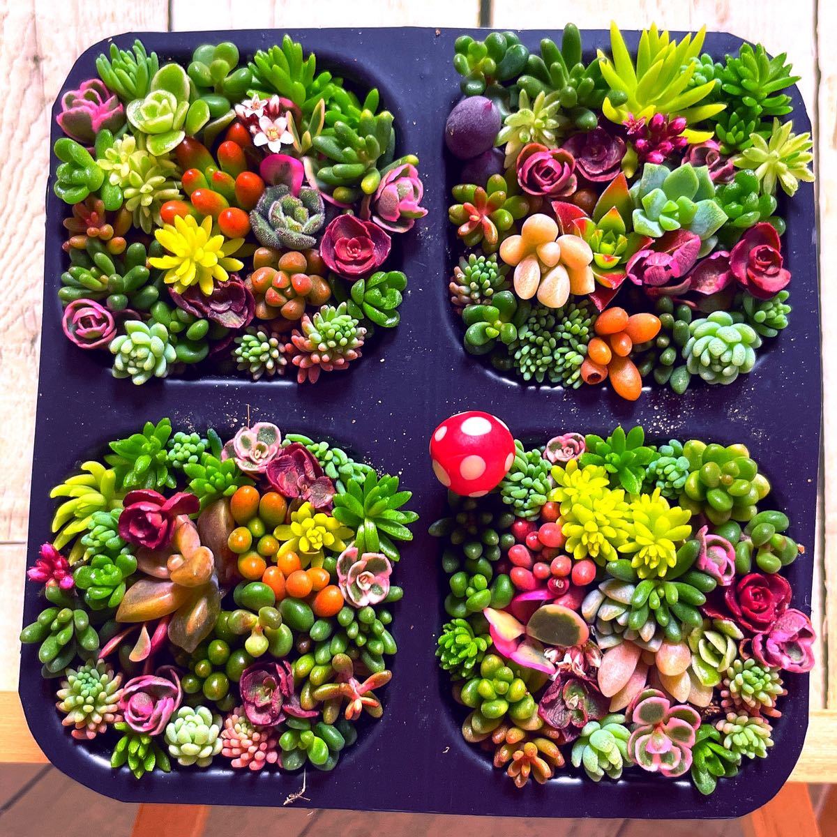 速達【SDM4 G22RK赤きのこピック】多肉植物　セダム　ミックス寄せ植え　プラグトレーごと、4マス このまま発送
