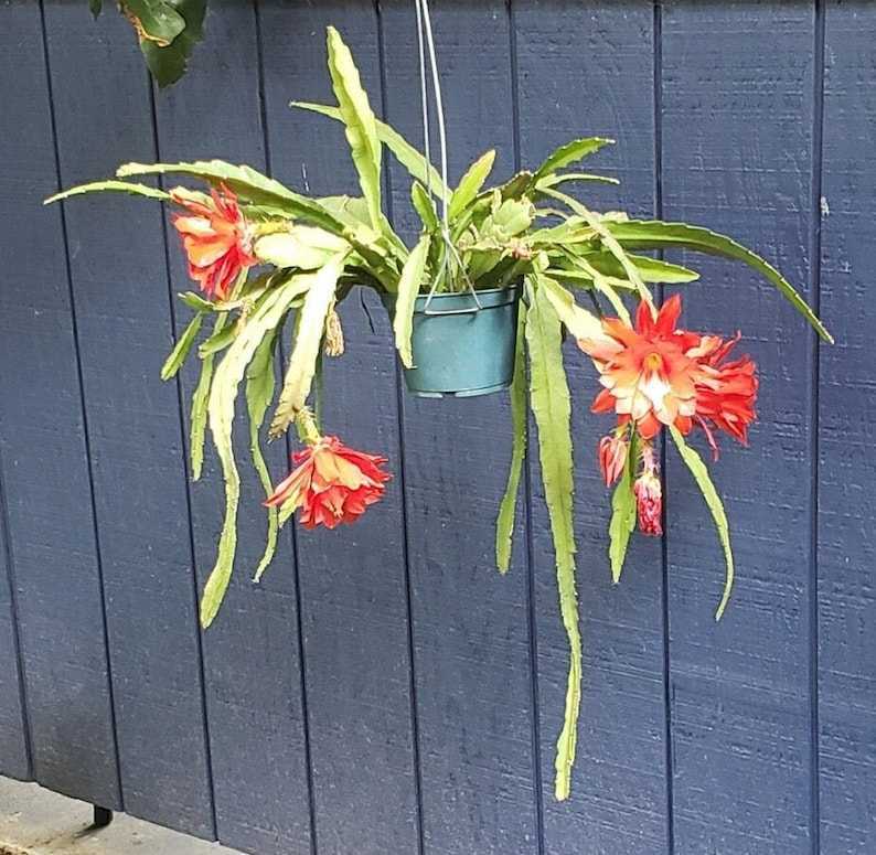 クジャクサボテン エピフィルム アングリガー ロングカット Www Uppmesp Com Br