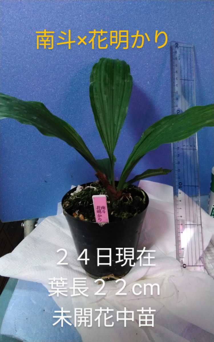 かみのやま温泉 花明かりの宿 値下げ交渉可 旅行券 月の池 豪華 露天風呂付き客室大人限定2名宿泊券1泊2食付期限12月24日温泉旅行好き 激安超安値 月の池