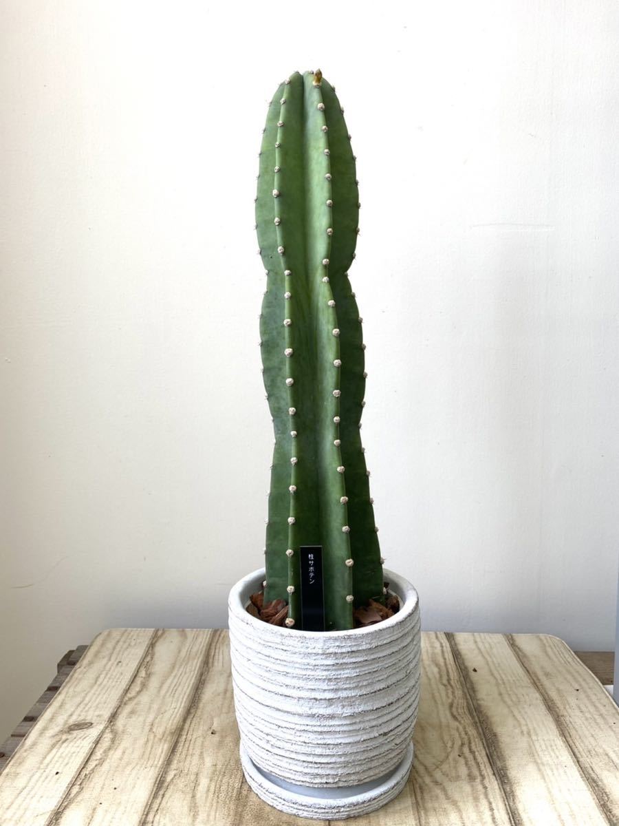 サボテン 陶器鉢 柱サボテン観葉植物（陶器製鉢付き）｜観葉植物の通販