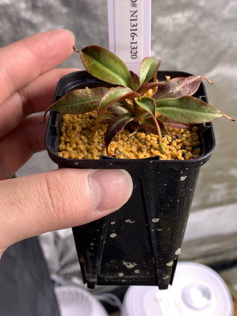 ◇アグラオネマ pictum A 雷切 LA便ネームド株◇Aglaonema pictum A 雷