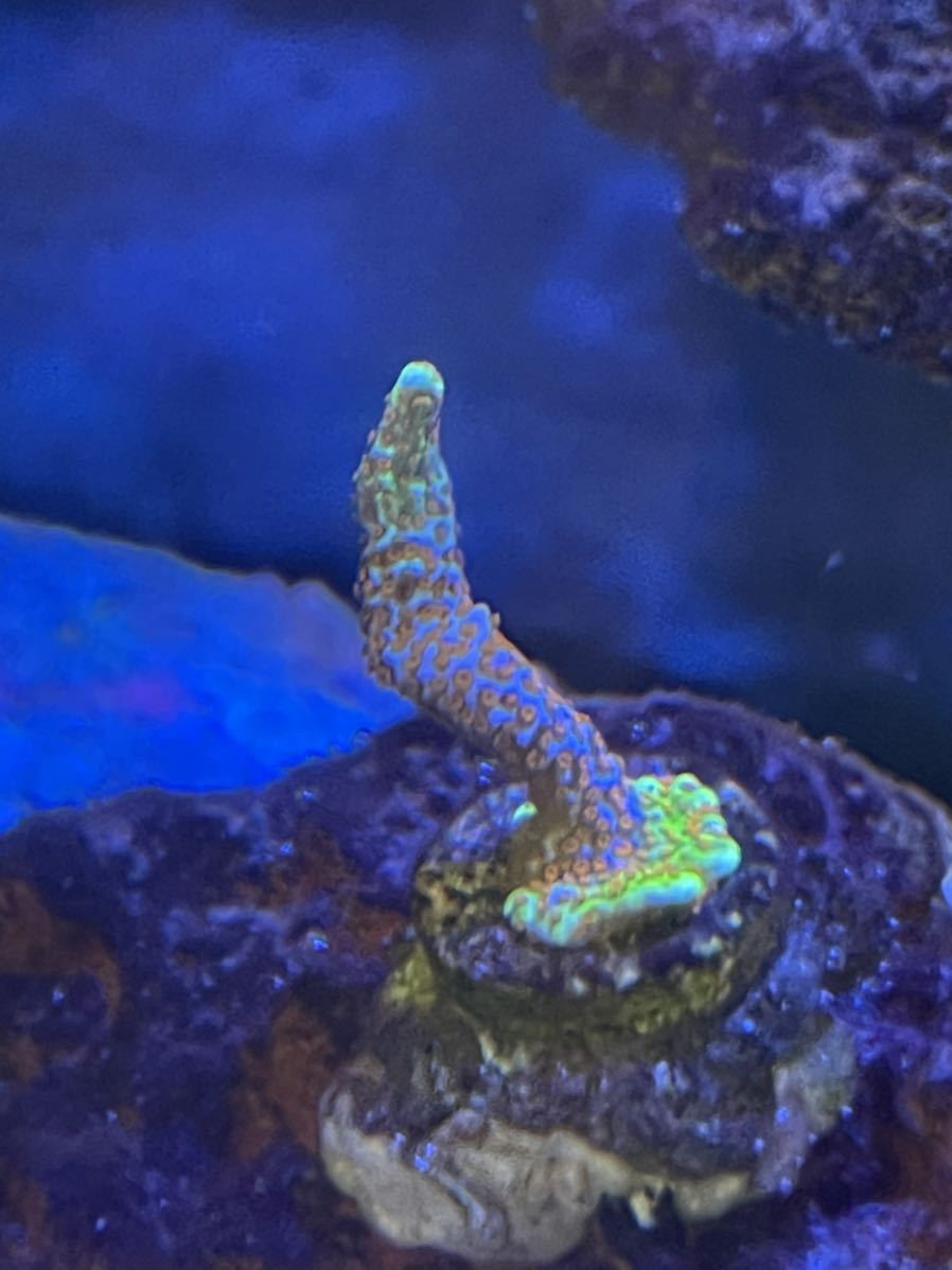 Gd03 Sps グラフテッド サンゴ コモンサンゴ 生体