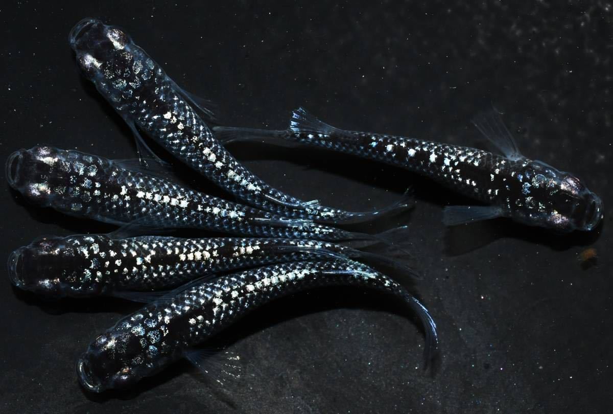 メダカファーム本陣　29-8　西郷めだか様直系　強上見ラメタイプ　ブラックダイヤ　　若魚♂2♀3