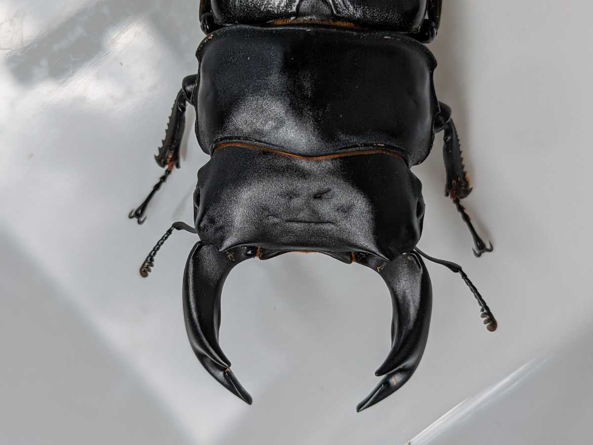 現物出品】国産オオクワガタ 10匹 （オス5メス5）極太系 今年6月産まれ  