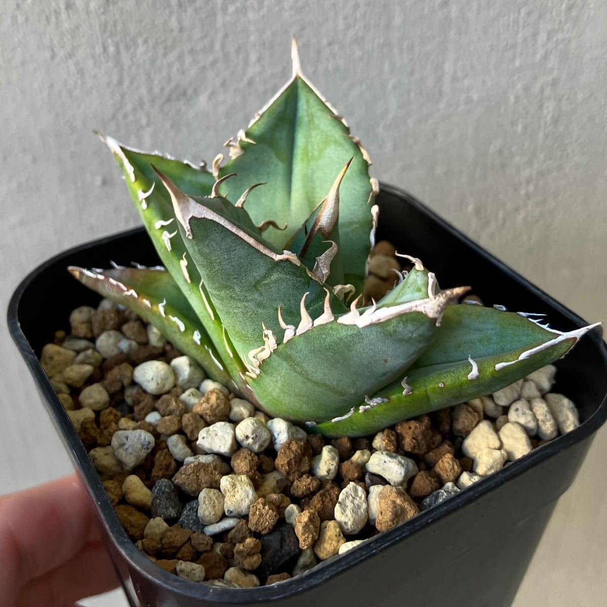 オテロイ 実生選抜株 アガベ agave oteroi 検)チタノタtitanota ①