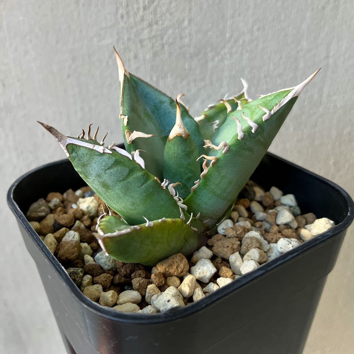 オテロイ 実生選抜株 アガベ agave oteroi 検)チタノタtitanota ①