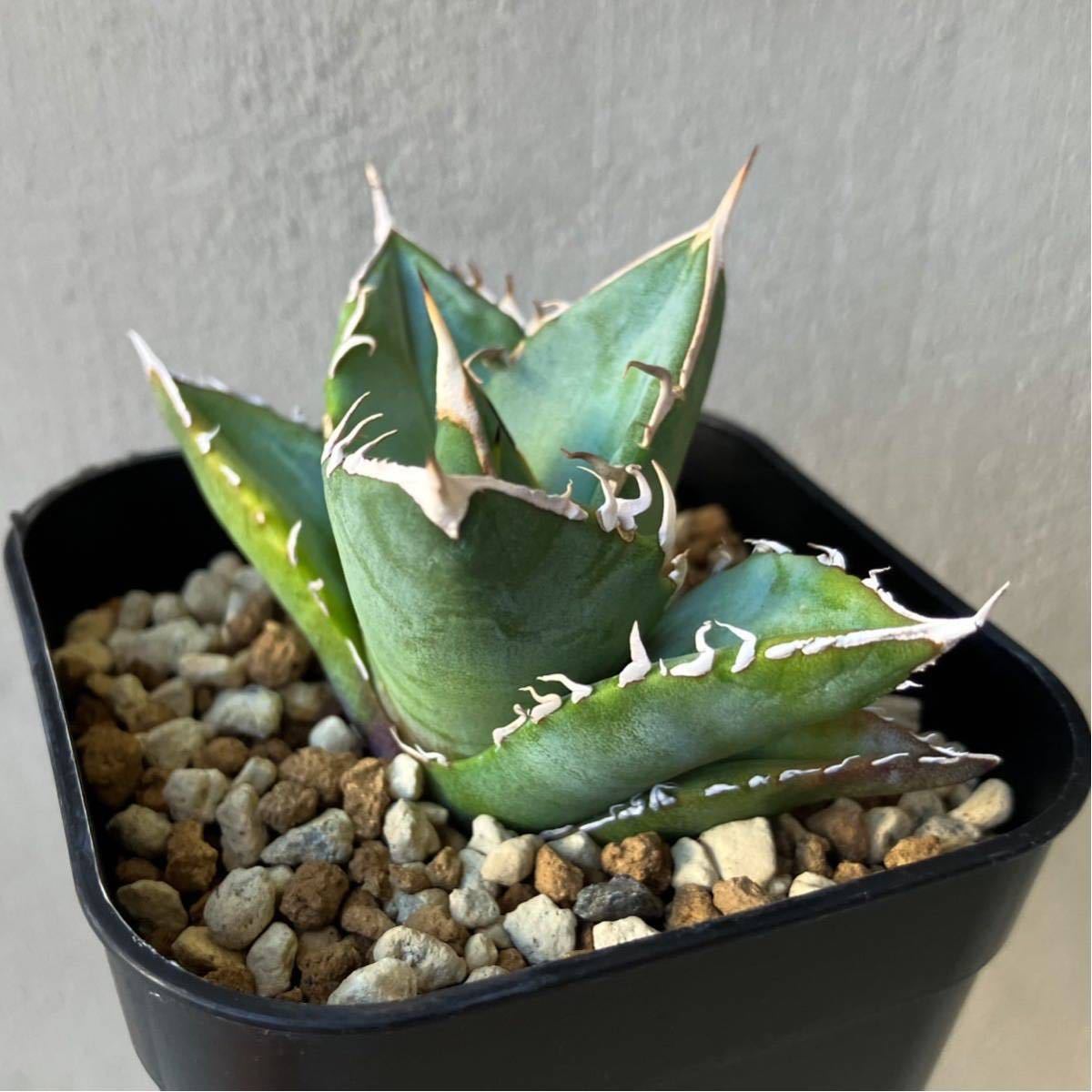アガベ　チタノタ　オテロイ　実生　agave titanota oteroi オテロイ 実生選抜株 アガベ agave oteroi 検)チタノタtitanota ①