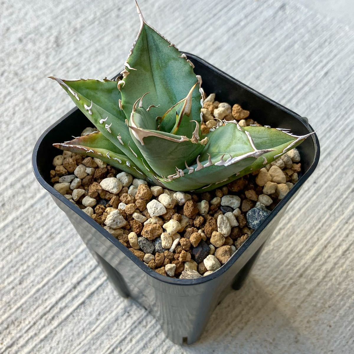 オテロイ 実生選抜株 アガベ agave oteroi 検)チタノタtitanota ①