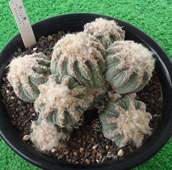 サボテン 花籠の値段と価格推移は 47件の売買情報を集計したサボテン 花籠の価格や価値の推移データを公開 サボテン 花籠の値段と価格推移は 47件の売買情報を集計したサボテン 花籠の価格や価値の推移データを公開