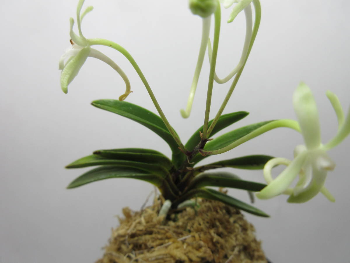 富貴蘭 幽翠 緑花 花つき 1本立ち 「風蘭」「山野草」(鉢植え)｜売買