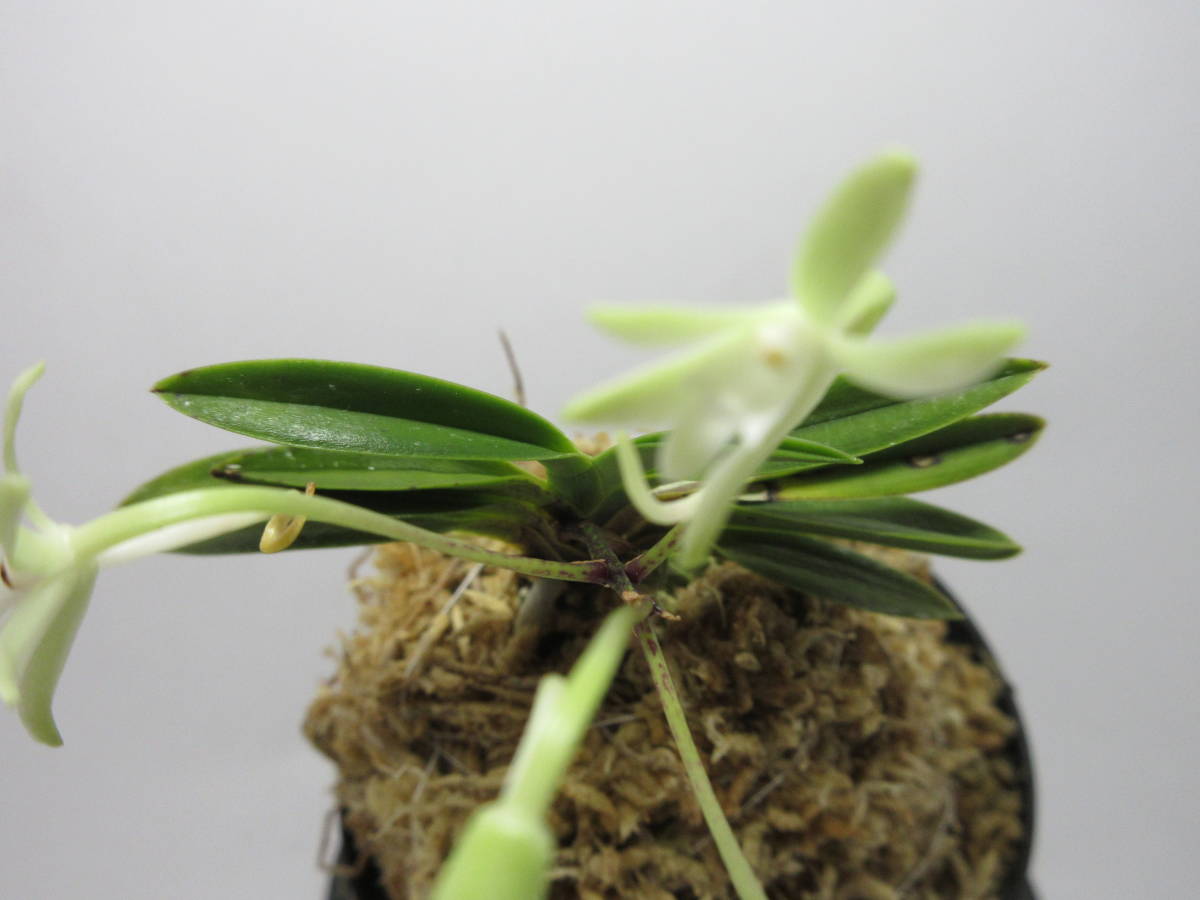 富貴蘭 幽翠 緑花 花つき 1本立ち 「風蘭」「山野草」(鉢植え)｜売買