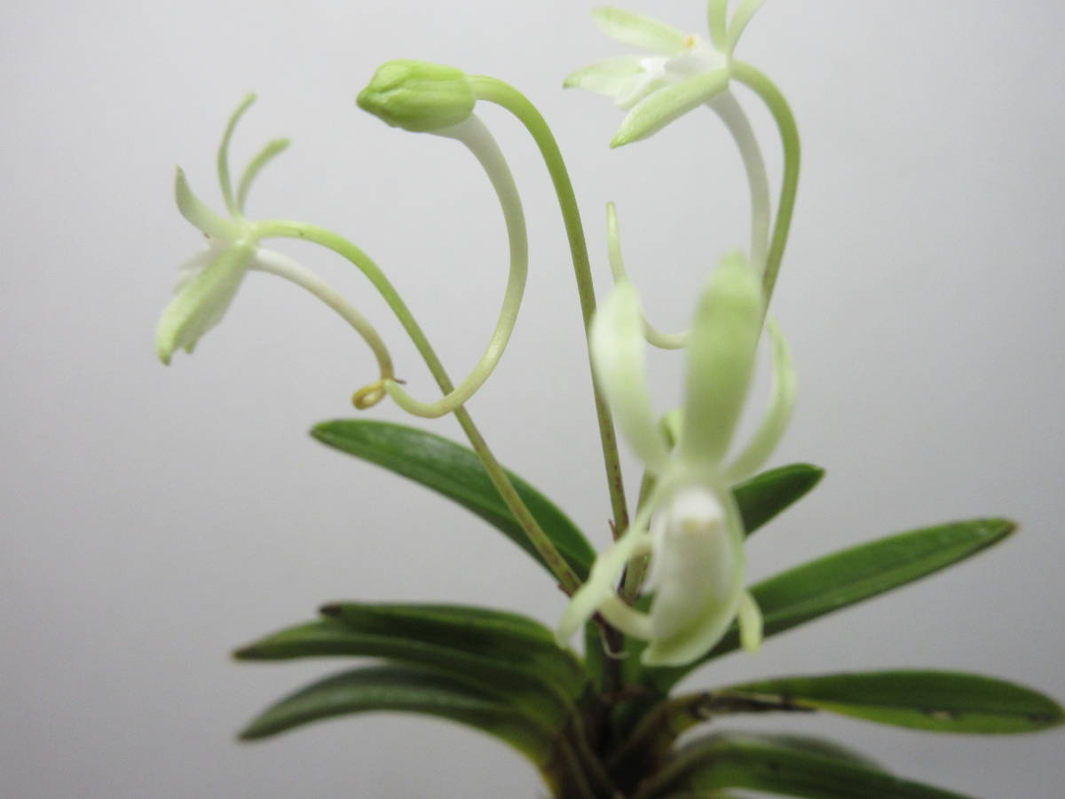 富貴蘭 幽翠 緑花 花つき 1本立ち 「風蘭」「山野草」(鉢植え)｜売買