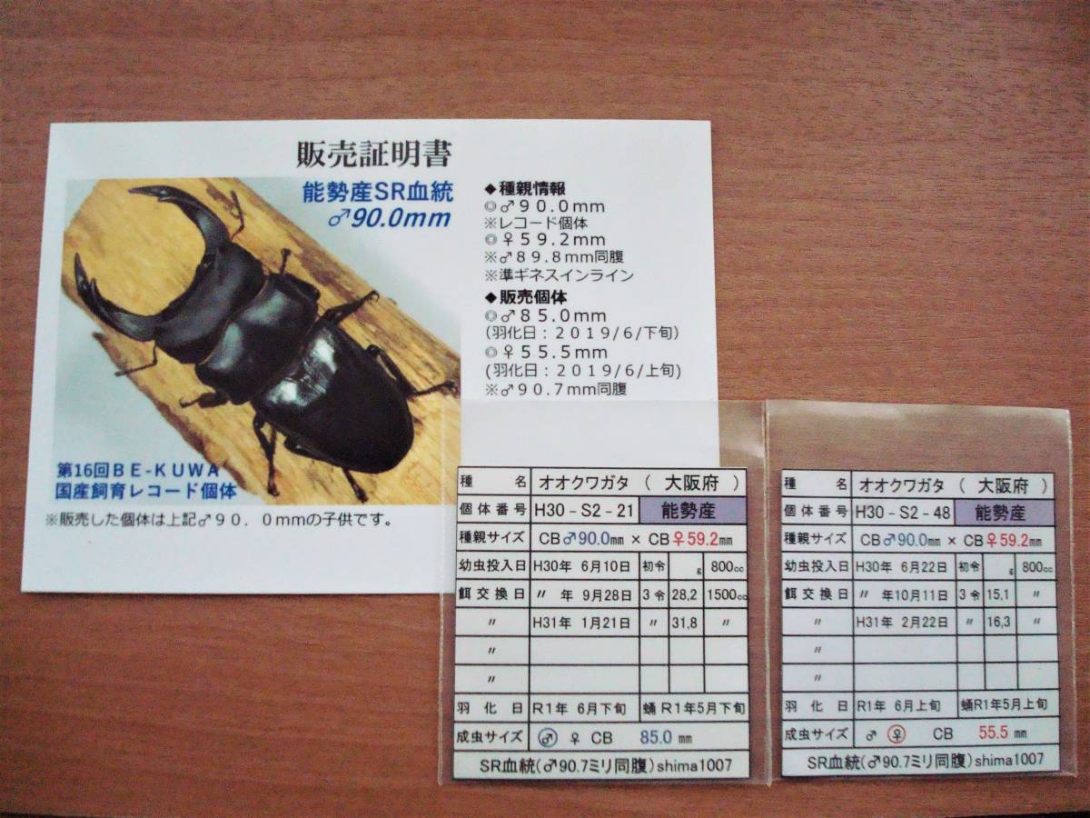 能勢SR血統 新成虫 ♂86．0mm、♀55．2mm、♀53．5mm  