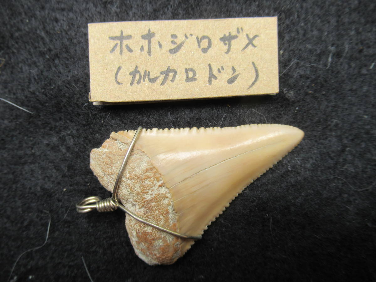 メガロドンは古代の海でホホジロザメと獲物を取り合っていた 世界最大 