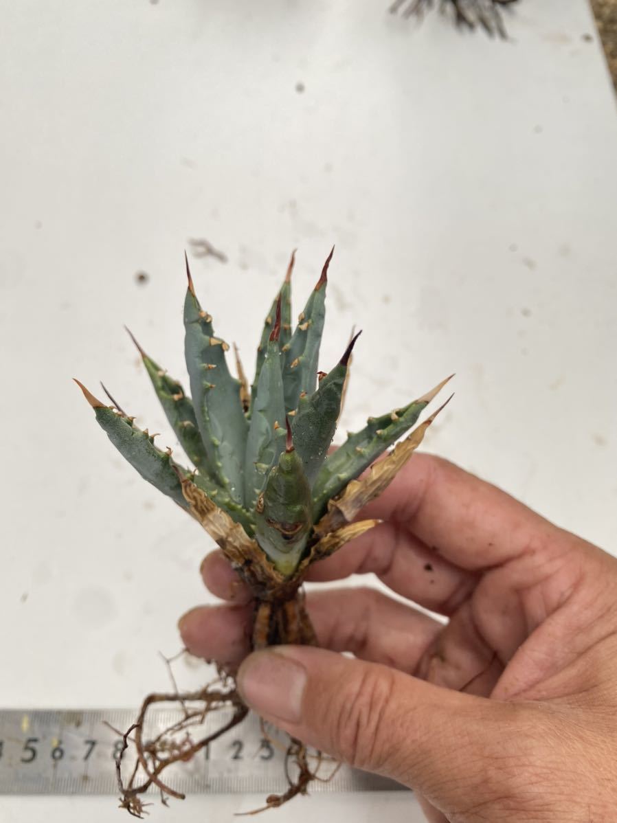 超激得，爆買い Agave utahensis var.nevadensi国産実生(アガベ)｜売買されたオークション情報、yahooの商品情報をアーカイブ公開 - オークファン アガベ