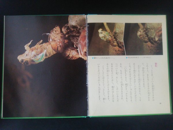Ba4 00809 科学のアルバム (16) セミの一生 著:佐藤有恒 橋本洽二/(68 
