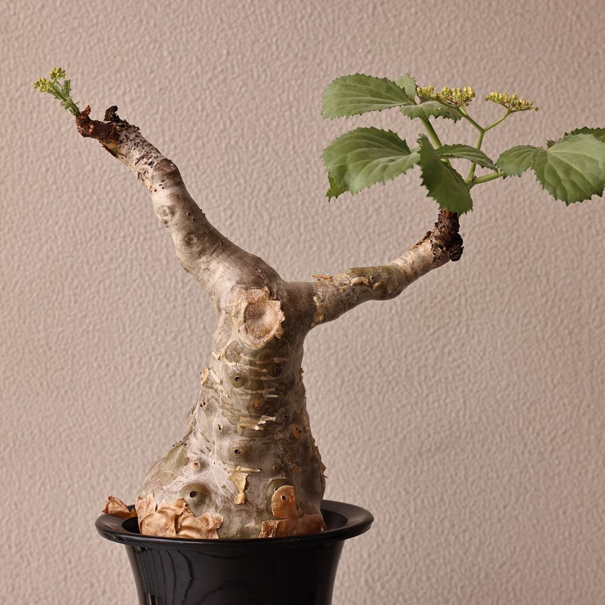 Cyphostemma betiforme キフォステンマ ベティフォルメ ソマリア 発根