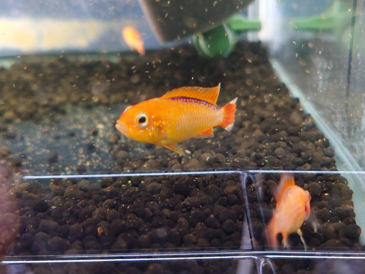 アピストグラマ・アガシジィ ファイヤーレッド　1Pr_1