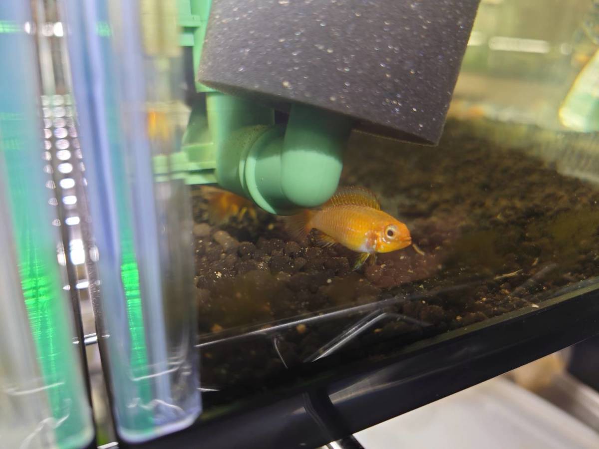 アピストグラマ・アガシジィ ファイヤーレッド　1Pr_2