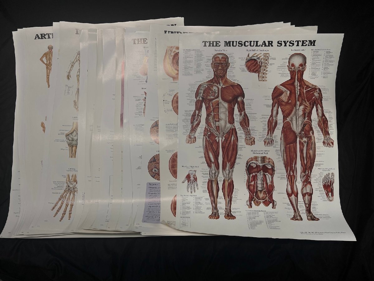 31枚セット】人体解剖図 アートポスター 66x51cm ANATOMICAL CHART CO