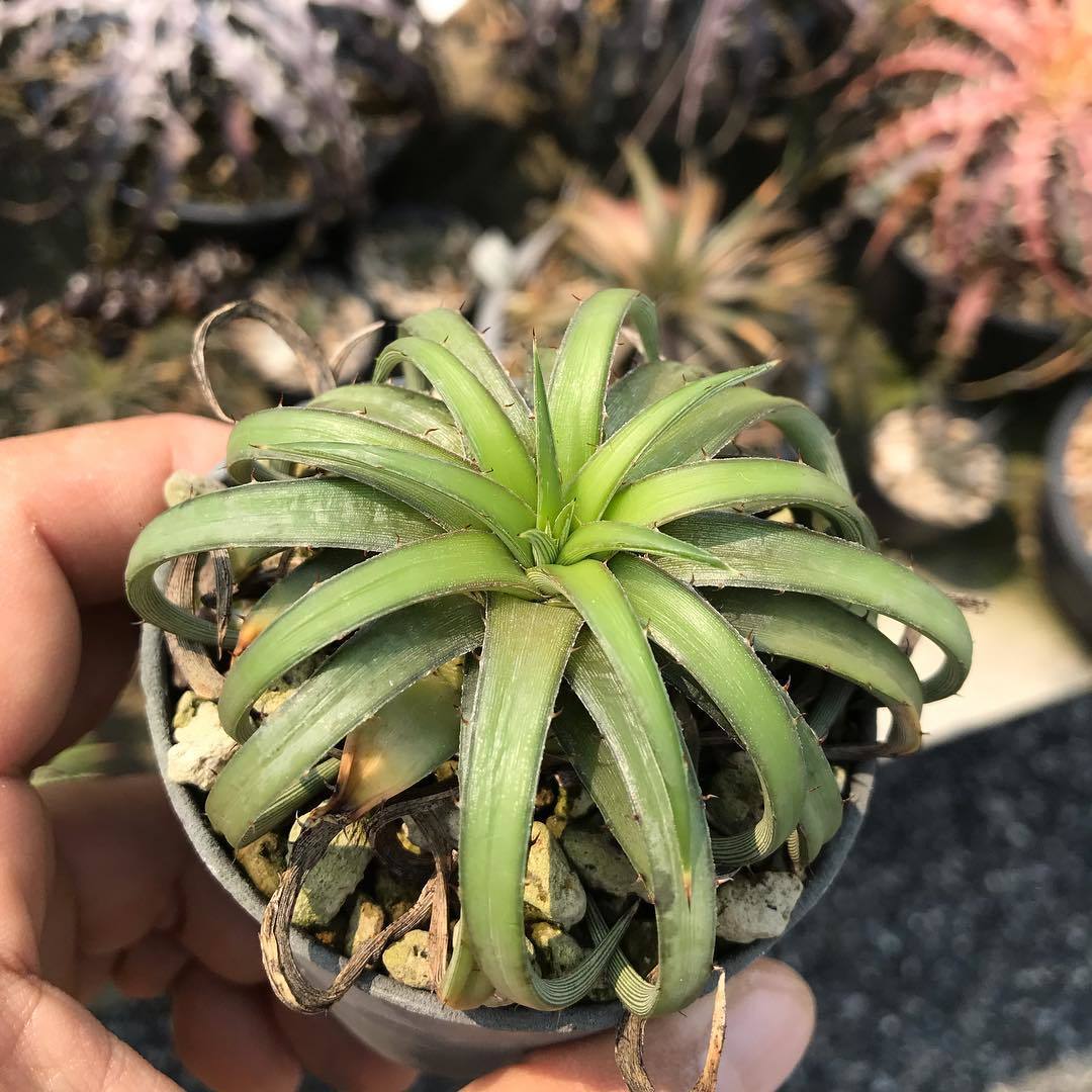 Dyckia（ディッキア） | レアプランツ通販サイトPlants Maniax