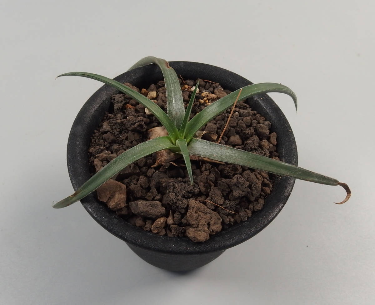 Dyckia（ディッキア） | レアプランツ通販サイトPlants Maniax