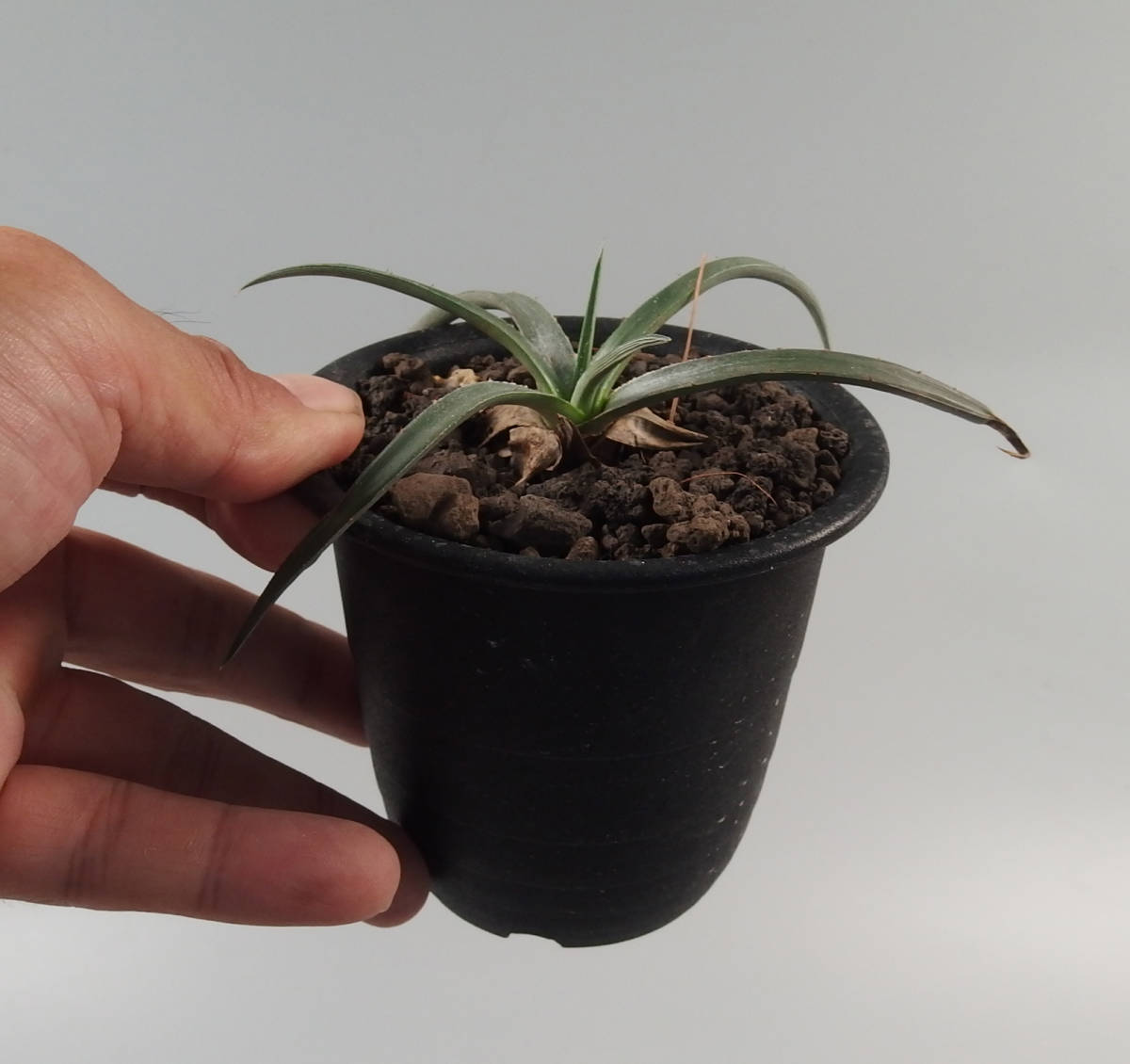 Dyckia（ディッキア） | レアプランツ通販サイトPlants Maniax