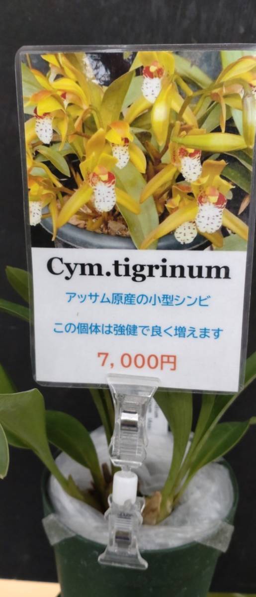 洋蘭原種Den.farmeri 'Pink Panther'BC/NOS(OG)花付き 【公式通販】