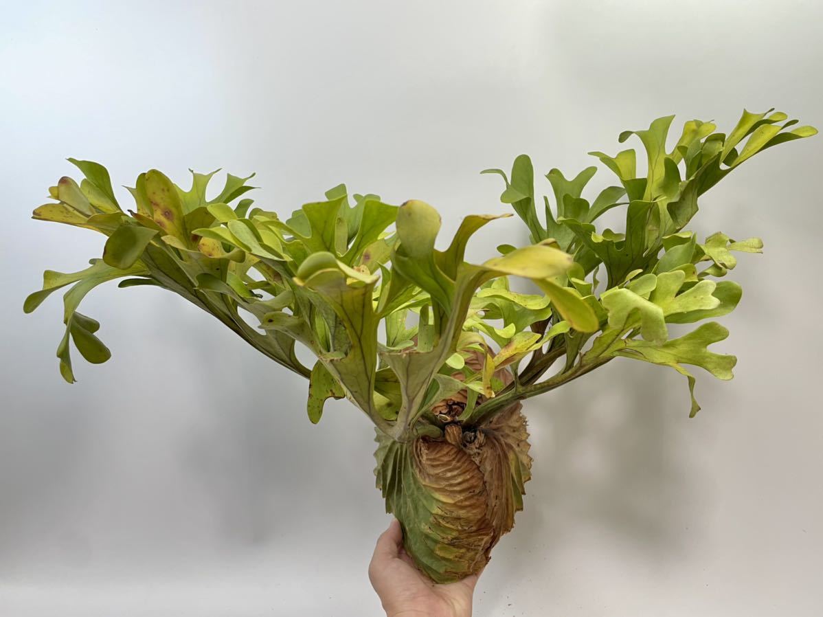 R2【超大型良株 鮮度◎】山採りリドレイ 8/24現地発送 ワイルドリドレイ ridleyi