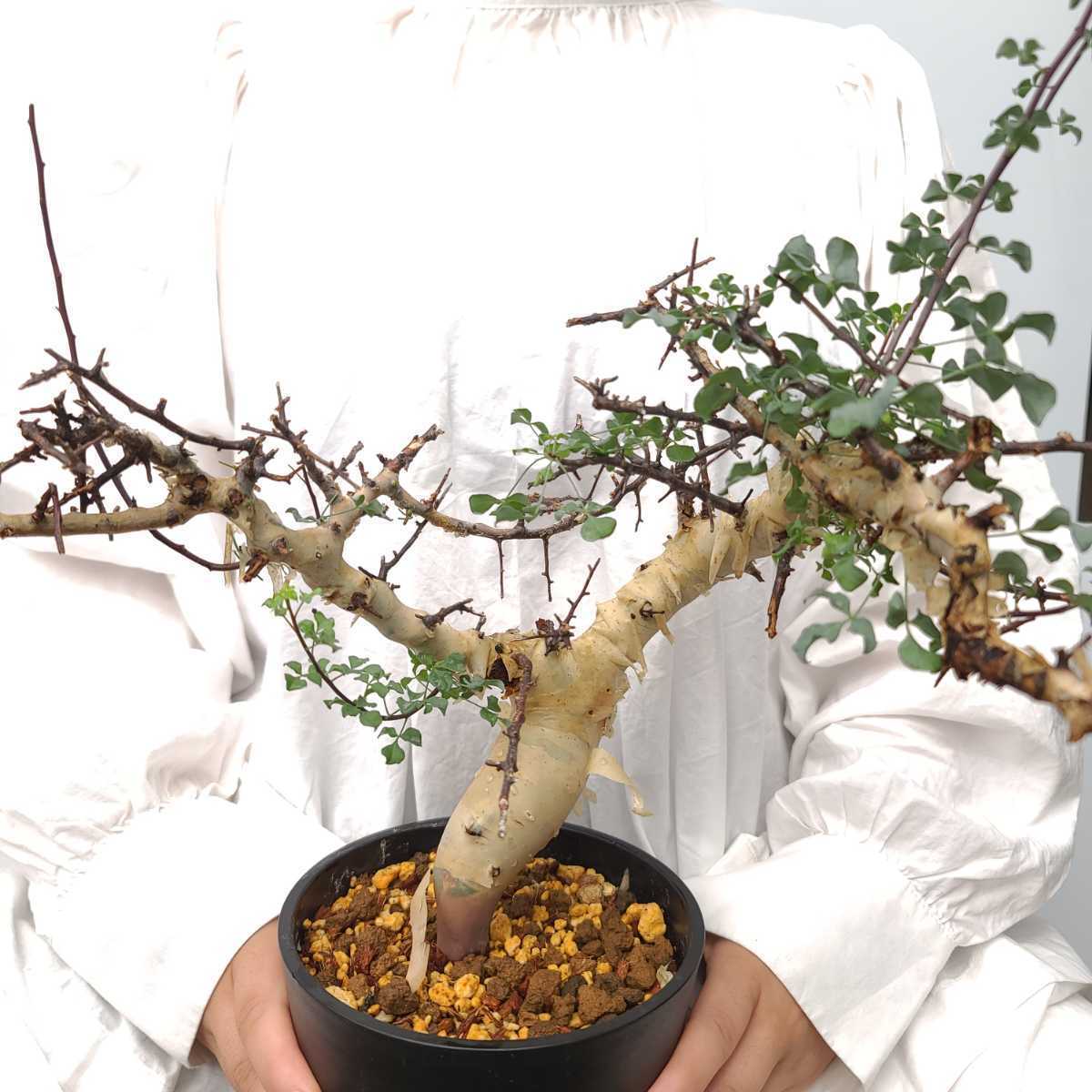 pp002 コミフォラ カタフ 発根発芽済 commiphora kataf 塊根植物