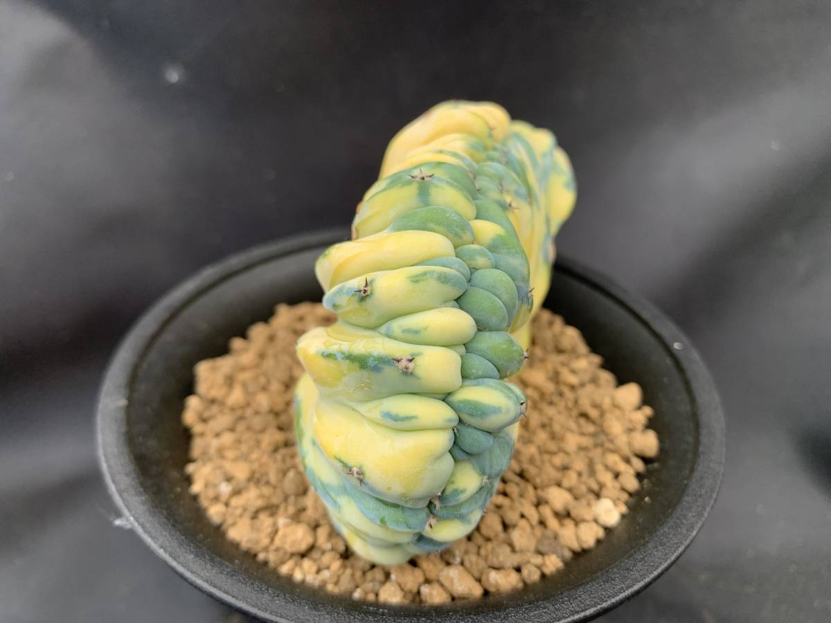 サボテン・多肉植物 D55 竜神木錦綴化(サボテン)｜売買された 