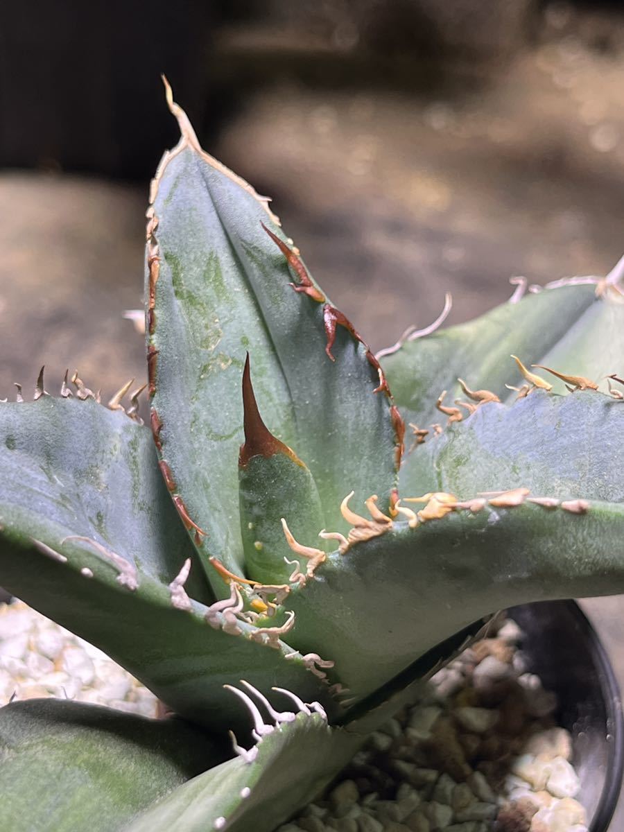 B11 Agave アガベユタエンシス エボリスピナ 陽炎 のこぎり陽炎 逆針