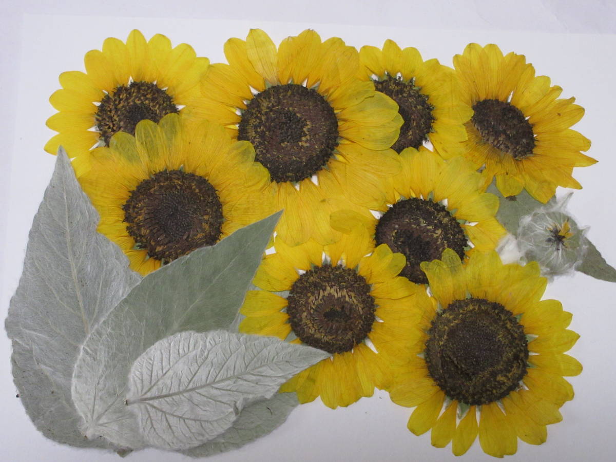 押し花 ひまわりの値段と価格推移は 61件の売買情報を集計した押し花 ひまわりの価格や価値の推移データを公開