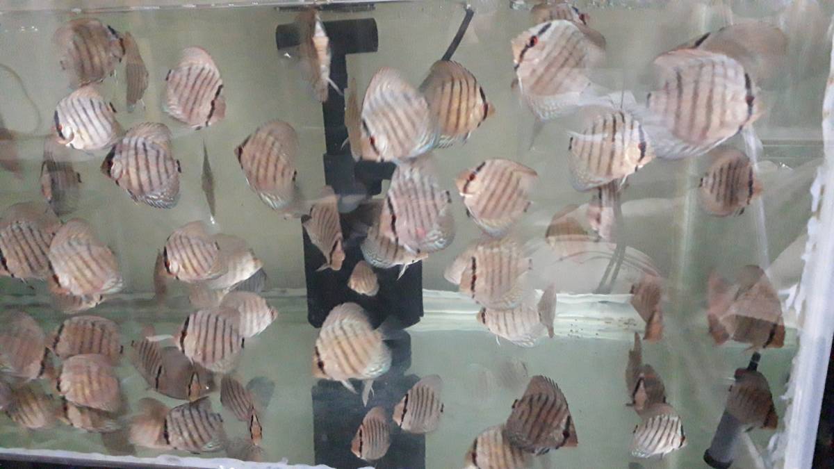 熱帯魚 ディスカス 虫食いコバルト 15匹まとめて