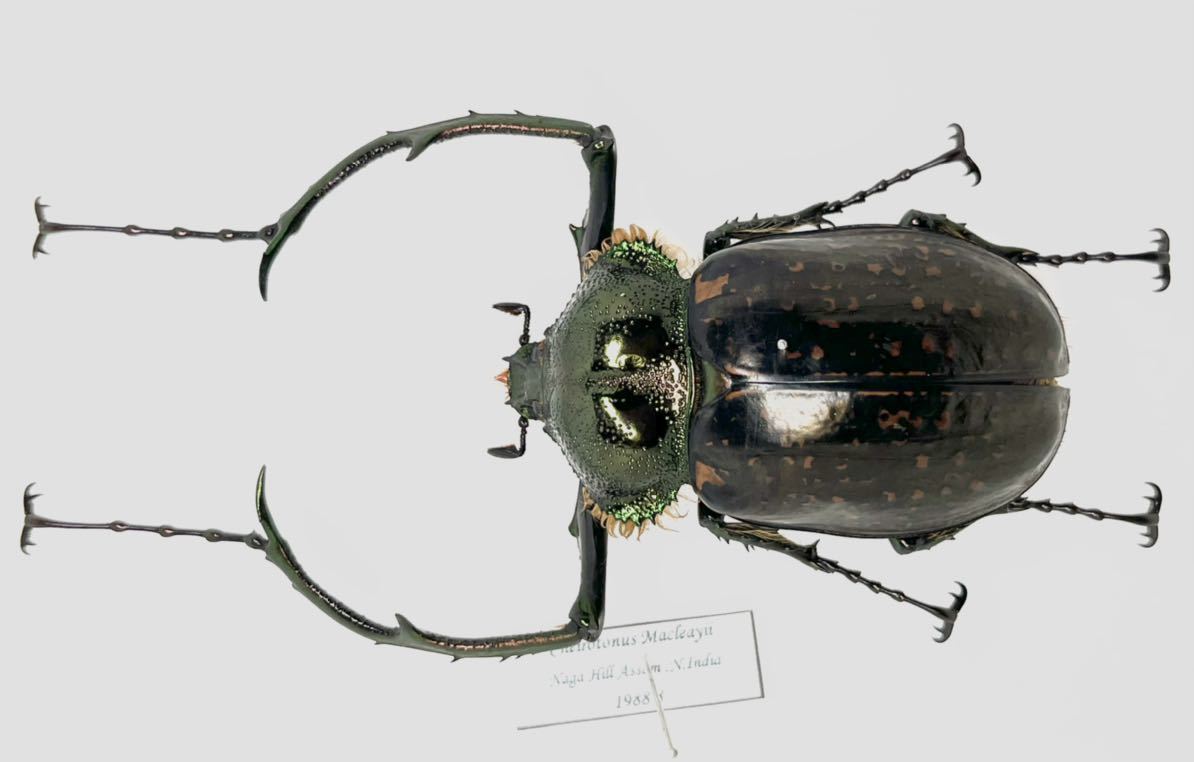 昆虫標本 マックレイテナガコガネ インド産 野外品 61ミリ