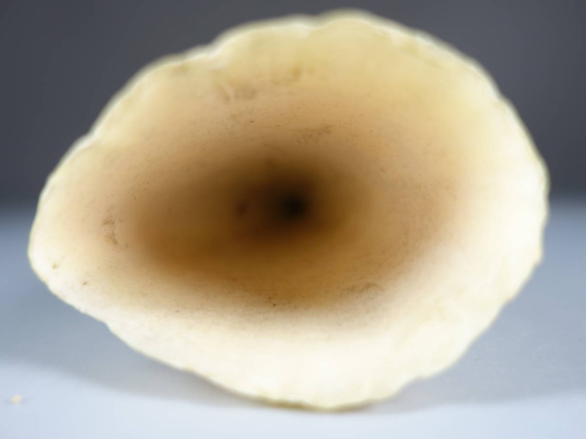 希少 マッコウクジラ 抹香鯨 鯨歯 重量317g 幅13.5cm【鯨牙 印材 彫刻 