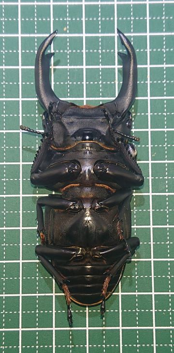 □能勢産オオクワガタ ♂78mm♀51mm 新成虫ペア□