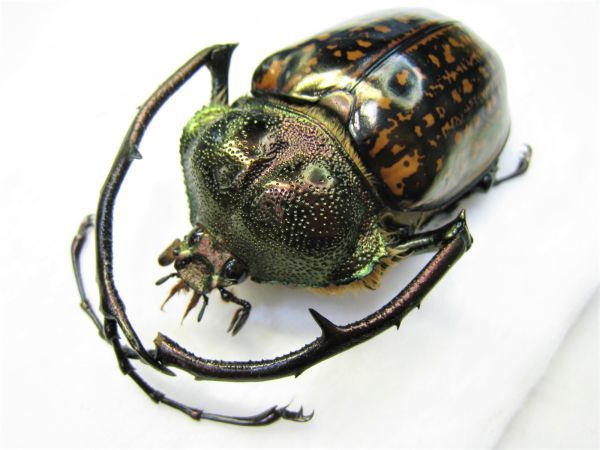 ベトナム中部 テナガコガネ 標本 corompti ベトナム中部 テナガコガネ