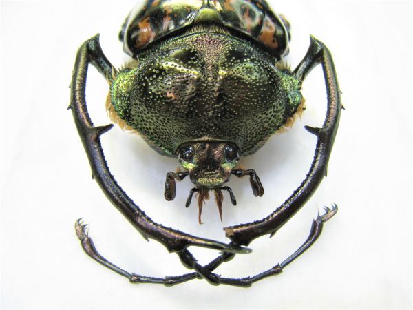 ゲストロイテナガコガネ（ssp 標本特大 corompti?：ベトナム中部