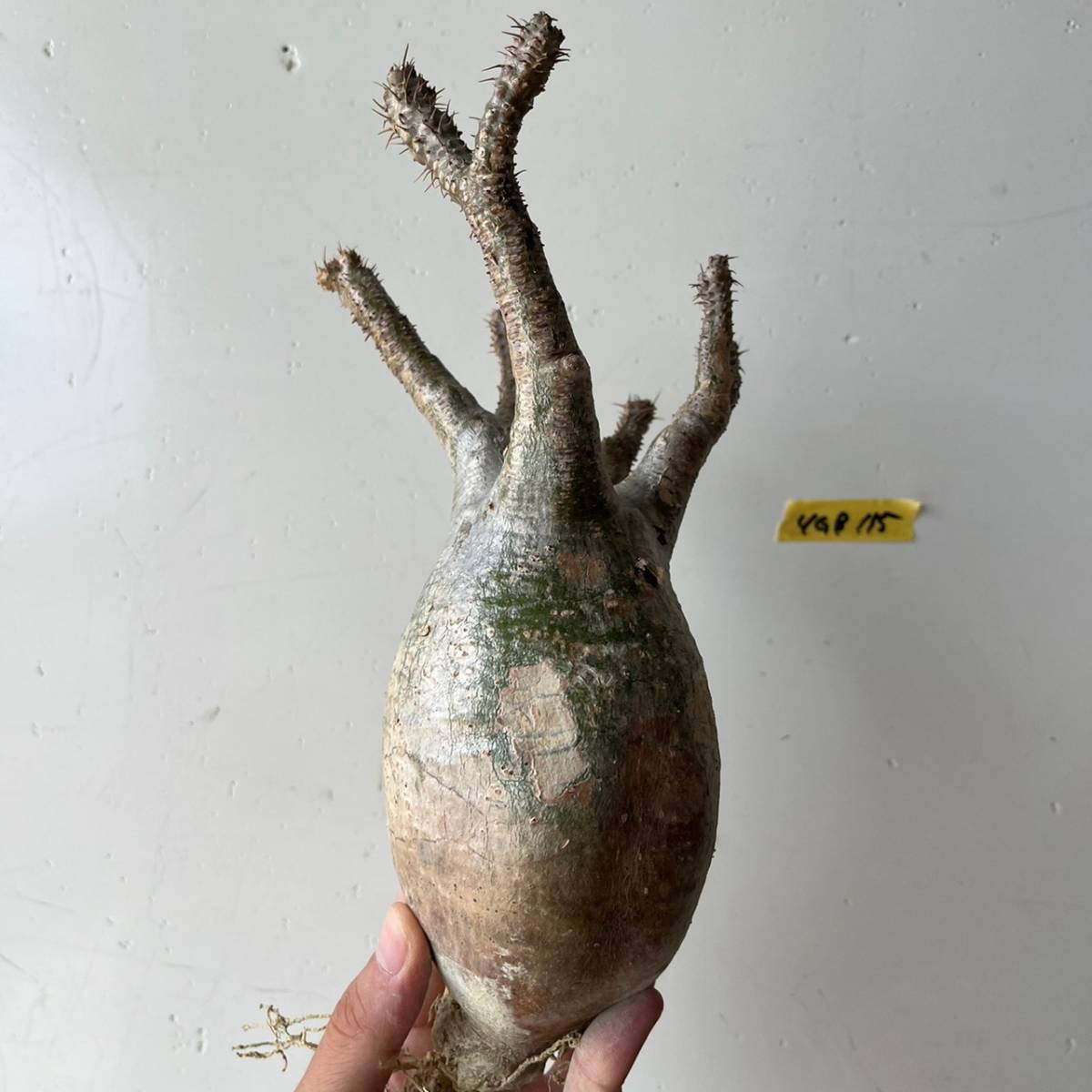 グラキリス ベアルート パキポディウム 現地球 塊根植物 2.5号 