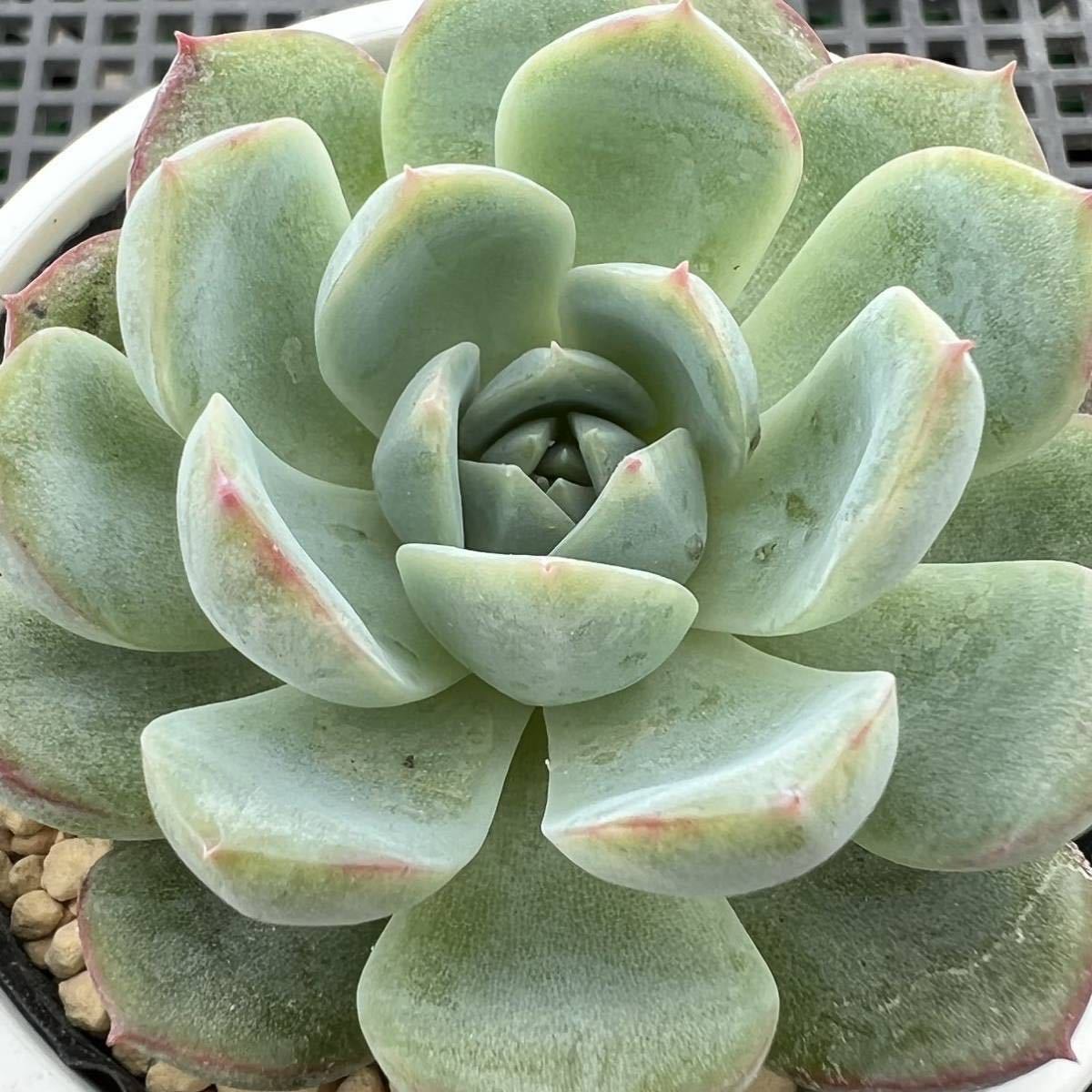 最旬ダウン 花月夜 桃太郎 多肉植物 エケベリア 植物 観葉植物 Tulumjunglegym Com