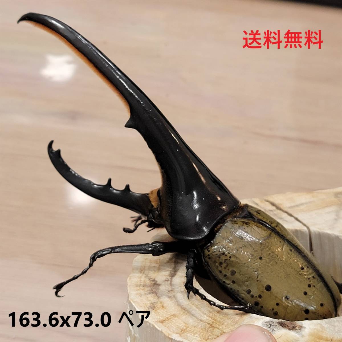 最上の品質な レア種 ヘラクレスモリシマイ成虫106mmオス後食済即ブリ ヘラクレスオオカブト亜種 Dhモリシマイ Arkhitek Co Jp