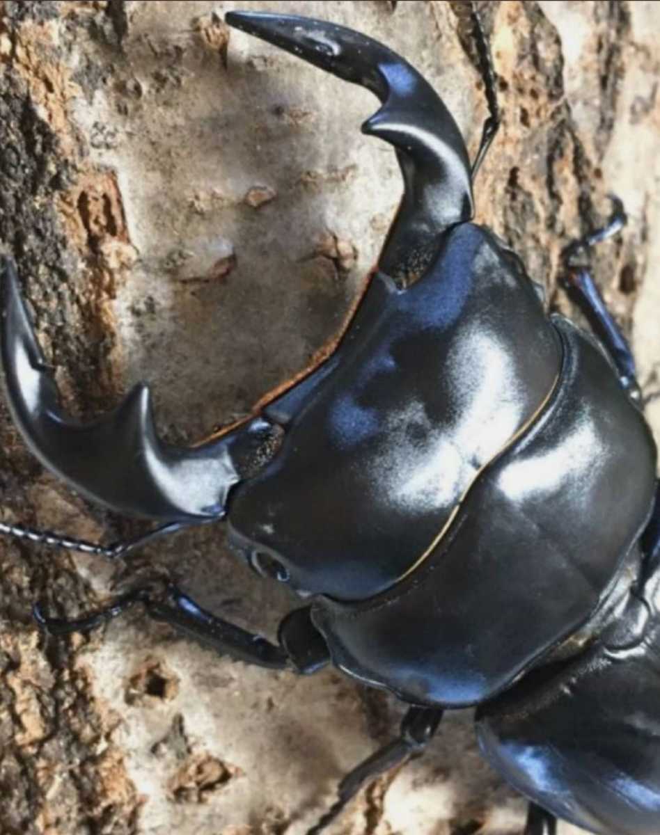 カブトムシ幼虫の栄養強化に！キクラゲ菌床特大ブロックマットに