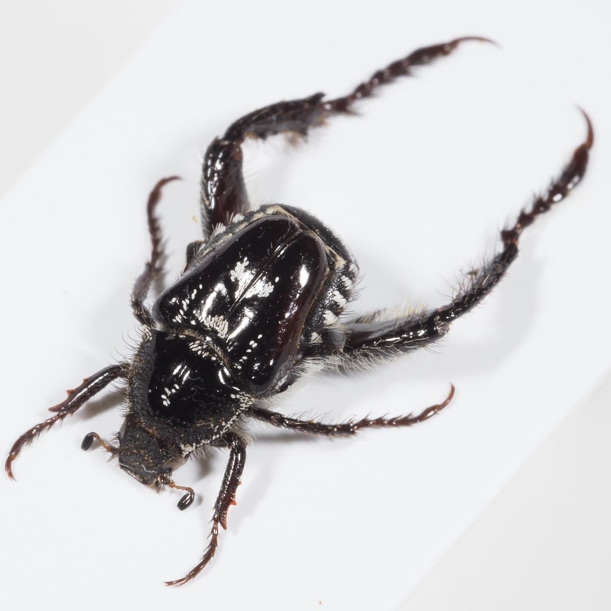 標本 プラチナ 6mm鶯色の体色が美麗な南アフリカのアシナガコガネ 徹底