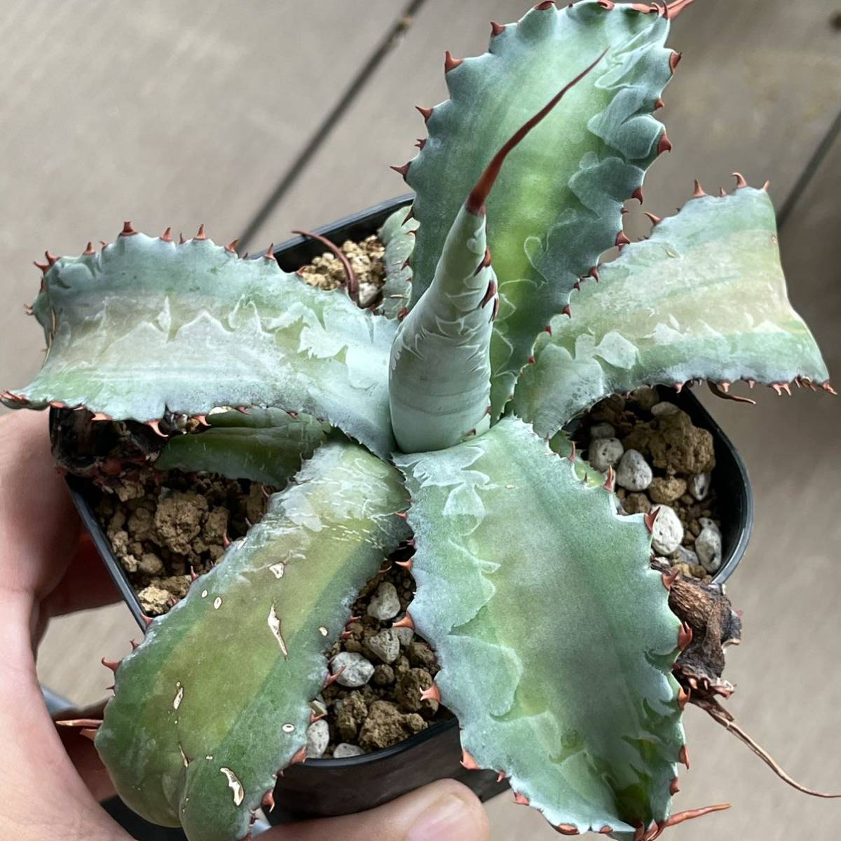 アガベ　ポタトラム　グローライト アガベ ポタトラム チェリースウィズル - potatorum ' Agave Yahoo