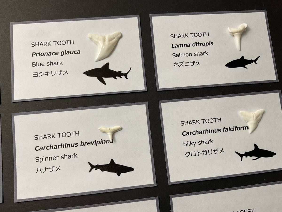 サメの歯 20点 セット [Z539] ホホジロザメ イタチザメ アオザメ