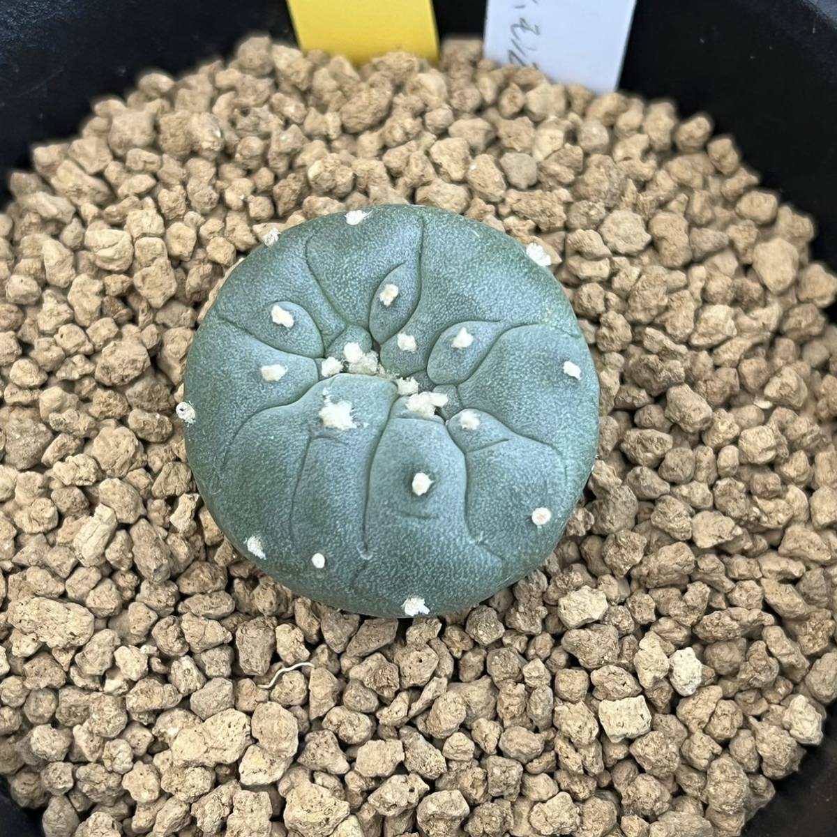 ☆奈研☆サボテン・多肉植物☆433☆銀冠玉モンスト 実生 Lophophora