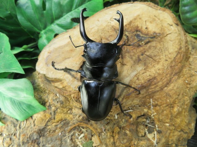  スチーブンスツヤクワガタ　♂84ミリ♀48ミリ・長歯・アリスト・WD・成虫_1